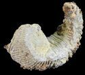 Cretaceous Fossil Oyster (Rastellum) - Madagascar #54432-1